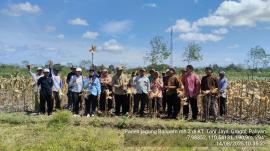 Pengubinan dan Monitoring Bantuan Jagung di Poktan Tani Jaya